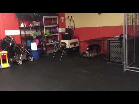dog trainer in delhi Dog Training | Jon explaining break | Solid K9 Training Dog Training
