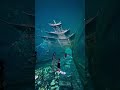 🌿 Nature Meets Technology in Chengdu 🎥😍 Inside Chengdu’s Magical Forest Experience 🌳