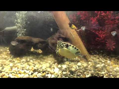 Video: I pesci mangiano le tartarughe?