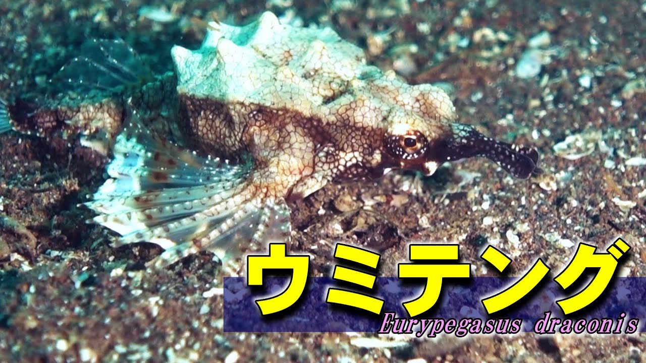 ウミテング 】ゼンマイ仕掛けの魚 Eurypegasus draconis - YouTube