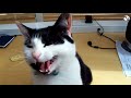 Funny singing cats with owners..