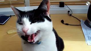 Funny singing cats with owners..