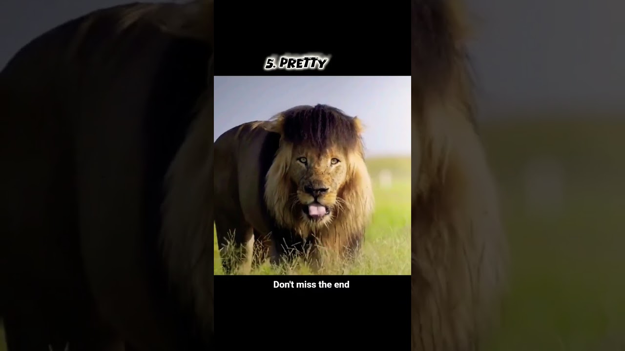 aura of mopaogo groups lion 