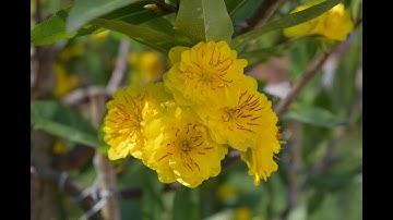 Mai Cúc Thọ Hương, Cúc Hoàng Hậu, Cúc 4 Long, Cúc Rồng Bay 😊 16-06-2020