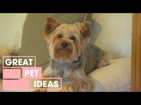 Video: Yorkshire Terrier 6 Oy Ichida Qancha Vazn Tortishi Kerak