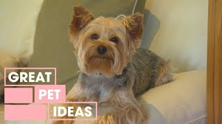 The Jealous Yorkie | Pets | Great Home Ideas