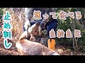 田舎猟師の日常『鹿を捕獲して食べる』止め刺し＊くくり罠＊サバイバル