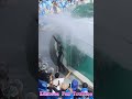 ラビーと最高のファンサパフォーマン!! #Shorts #鴨川シーワールド #シャチ #kamogawaseaworld #orca #killerwhale