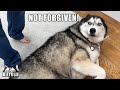 It Took A Lot For My Husky To Forgive My Mum For Hiding From Him!