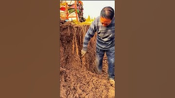 How to Dig Yam #Shorts #YamHarvest #HomeGardenFarming