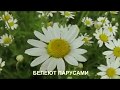 Артель Роса - Ромашка (Лирик-видео)