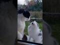 #foryou #funny #cat #shortvideo #yutube