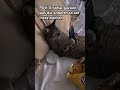 POV Auf Der Couch Sitzen Und über Andere Lästern Funnyvideos Trending Funny Meme Cats POV Auf Der Couch Sitzen Und über Andere Lästern Funnyvideos Trending Funny Meme Cats