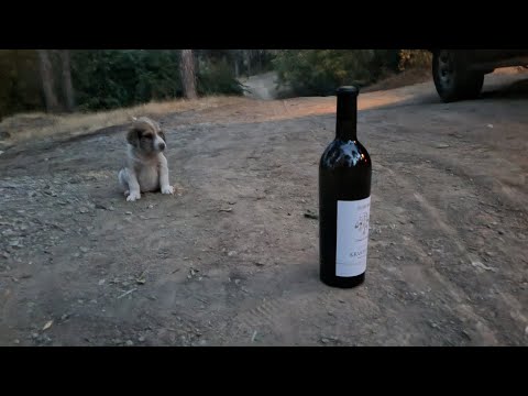 4 ლეკვი და კარგი სიურპიზი ჩემგან შენ