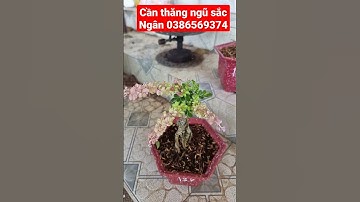 Cần thăng ngũ sắc - Cần thăng hồng xù - Ngọc Ngân Bến Tre 0386569374