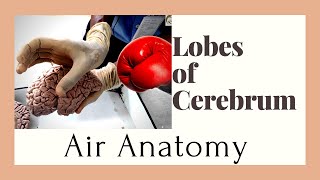 Cerebrum - Lobes | Air Anatomy