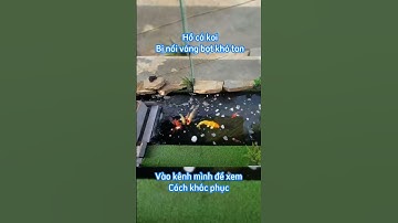Hồ cá koi bị nổi váng bọt khó tan đầy mặt hồ, Vào kênh mình xem cách khắc phục #shorts  #hocakoi