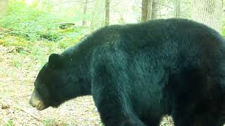 Bobcat vs Bear Size Comparison
