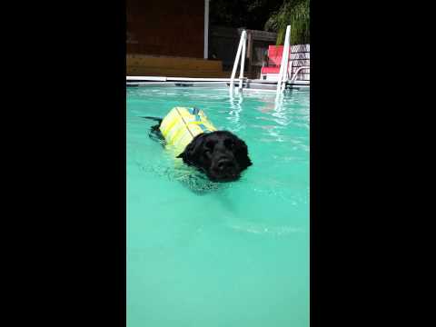 Wagz Swim