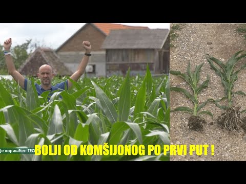 Video: Da li kukuruz ima korijen?