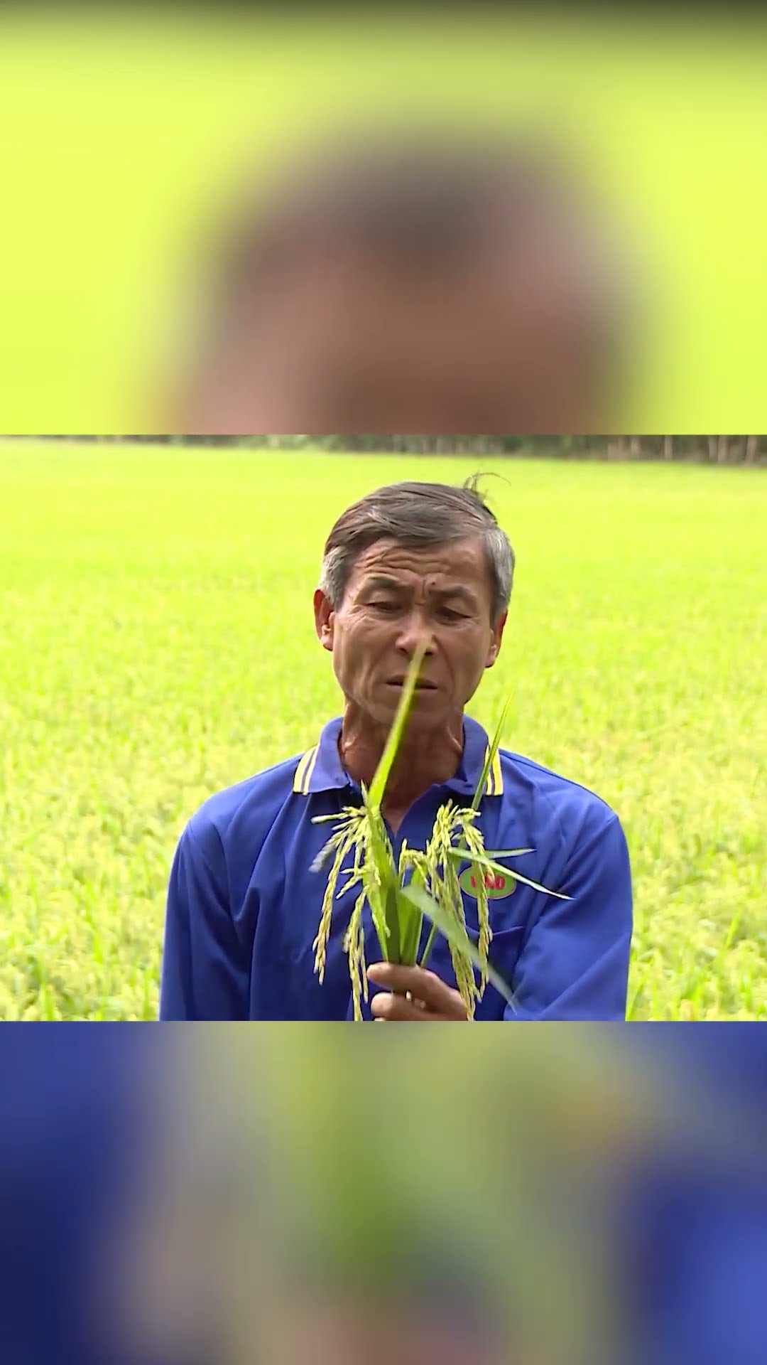 Hiệu quả sử dụng bộ đôi X2 + Zeromix giai đoạn làm đòng đến trổ
