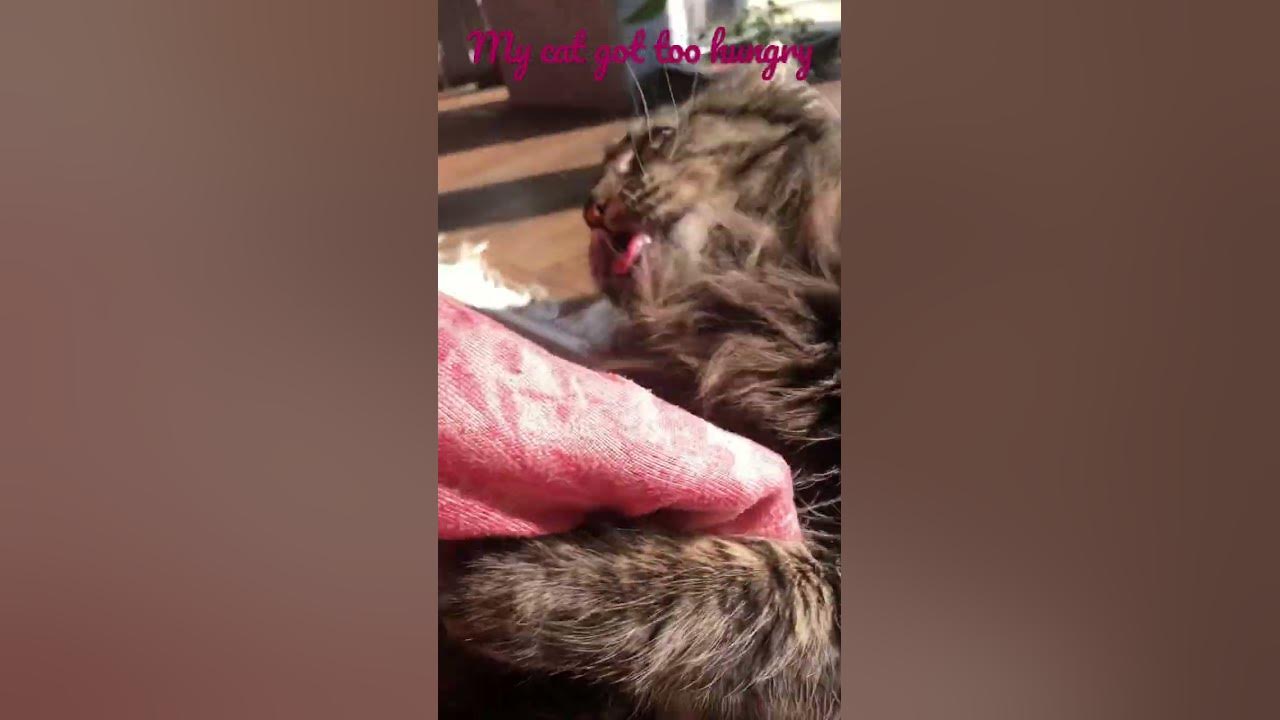 What Happens When My Cat Eats Plastic