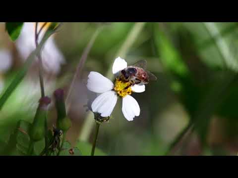 Honey bee pollination