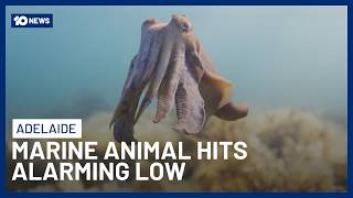 Cuttlefish Crisis Sparks Emergency Response In South Australia | 10 News