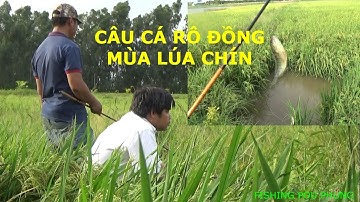 ĐI CÂU CÁ RÔ ĐỒNG, TRÚNG BẦY CÁ CHỐT PHÁ MỒI - FISHING (by pou phung)