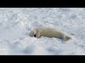 モフモフ、すやすや、アザラシの赤ちゃんのお昼寝