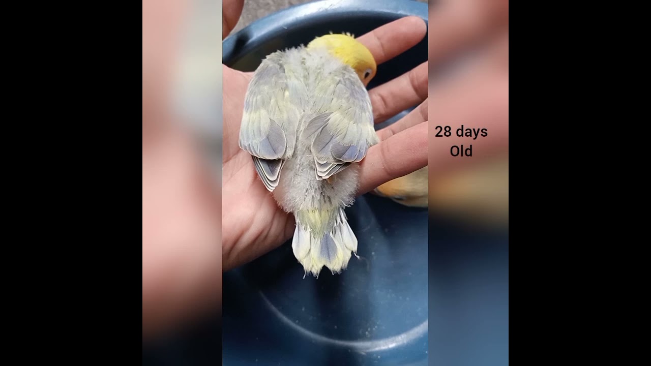 African Lovebirds chick Partial Blue (parblue)  Mutation (OFFSPRING) Day 1 to Day 30