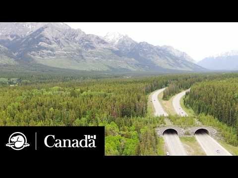 Banff Wildlife Crossing Structures | Parks Canada