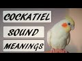 Cockatiel Sound Meanings