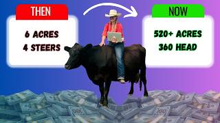 How we built a Beef Business on 6 acres with 4 steers (and then SCALED!!!)
