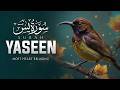 Surah Yaseen (Yasin) Full | Beautiful Quran Recitation with Urdu & Hindi Translation (سورة يس)