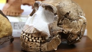Blue Sky Science: How do we identify new species from fossils?