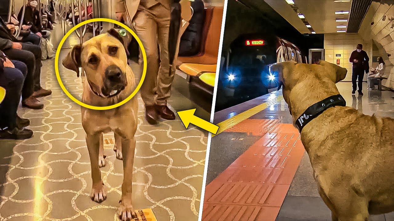 Dog Takes the Subway Every Day, Then a Man Puts a TRACKER on Him and