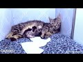 Feral mama cat reunited with babies - Neonatal Isoerythrolysis