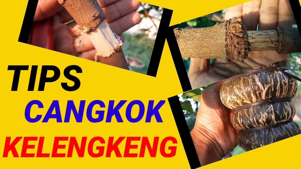 TUTORIAL CANGKOK KELENGKENG