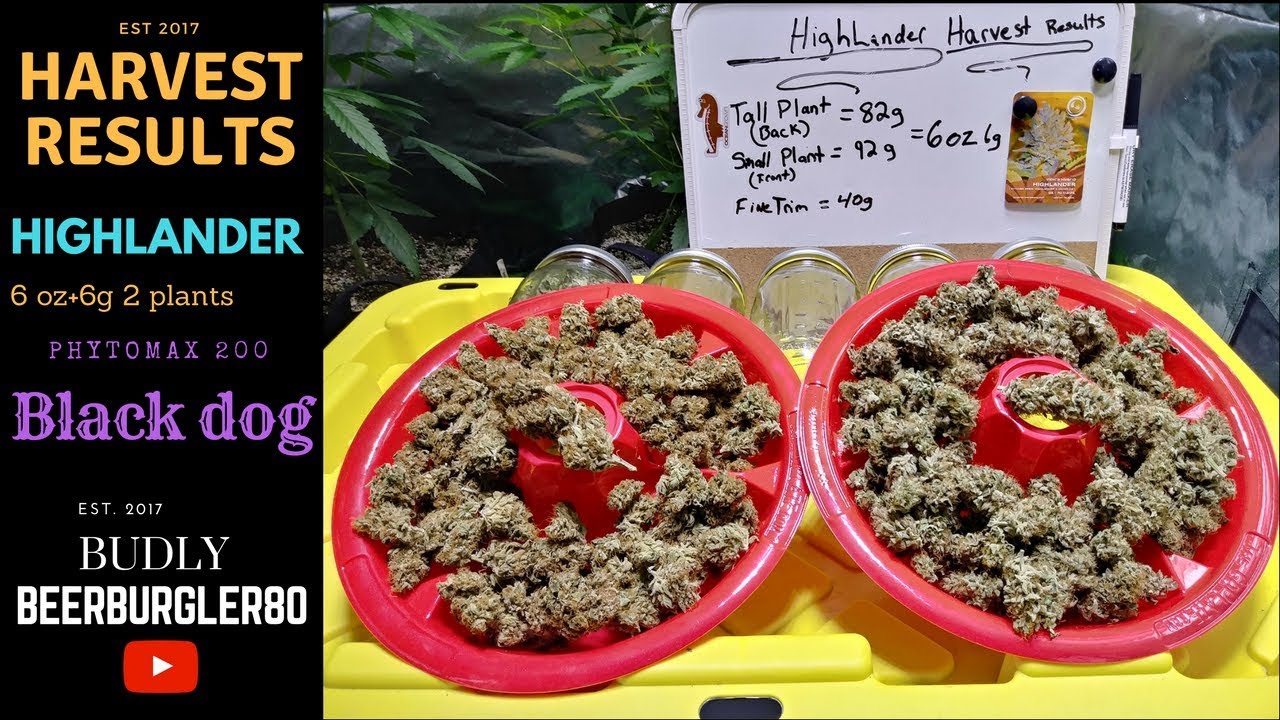 HARVEST RESULTS  seedling to harvest