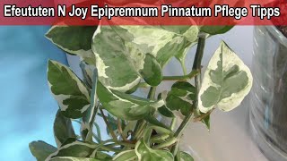 Efeututen N Joy Epipremnum Pinnatum Pflege Tipps / richtig pflegen Standort  ,Gieen, Schneiden uvm.