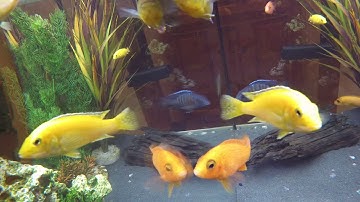 GoPro Hero 5 Session Underwater Test