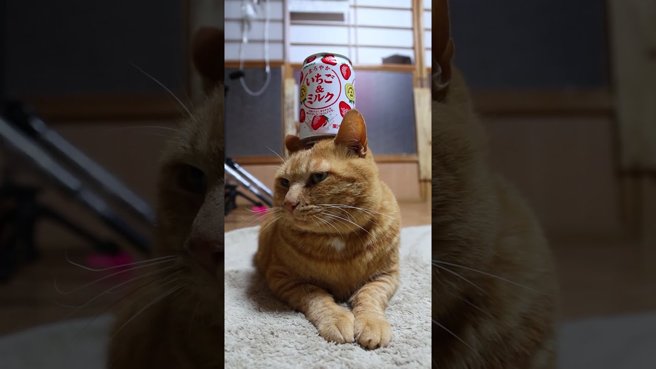フリッカ 猫 ねこ ぬくまろシリーズ ねこ ネコ - メルカリ