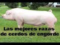 Las mejores razas de cerdos de engorde - Luis Alberto