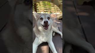 Sassy Dog Reveals His Three Wishes