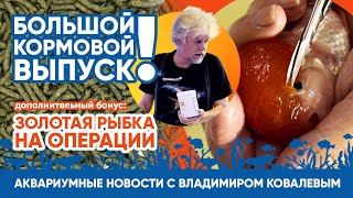 💉 Аквариумные новости с Владимиром Ковалевым (17.08.2023). Время делать операцию...
