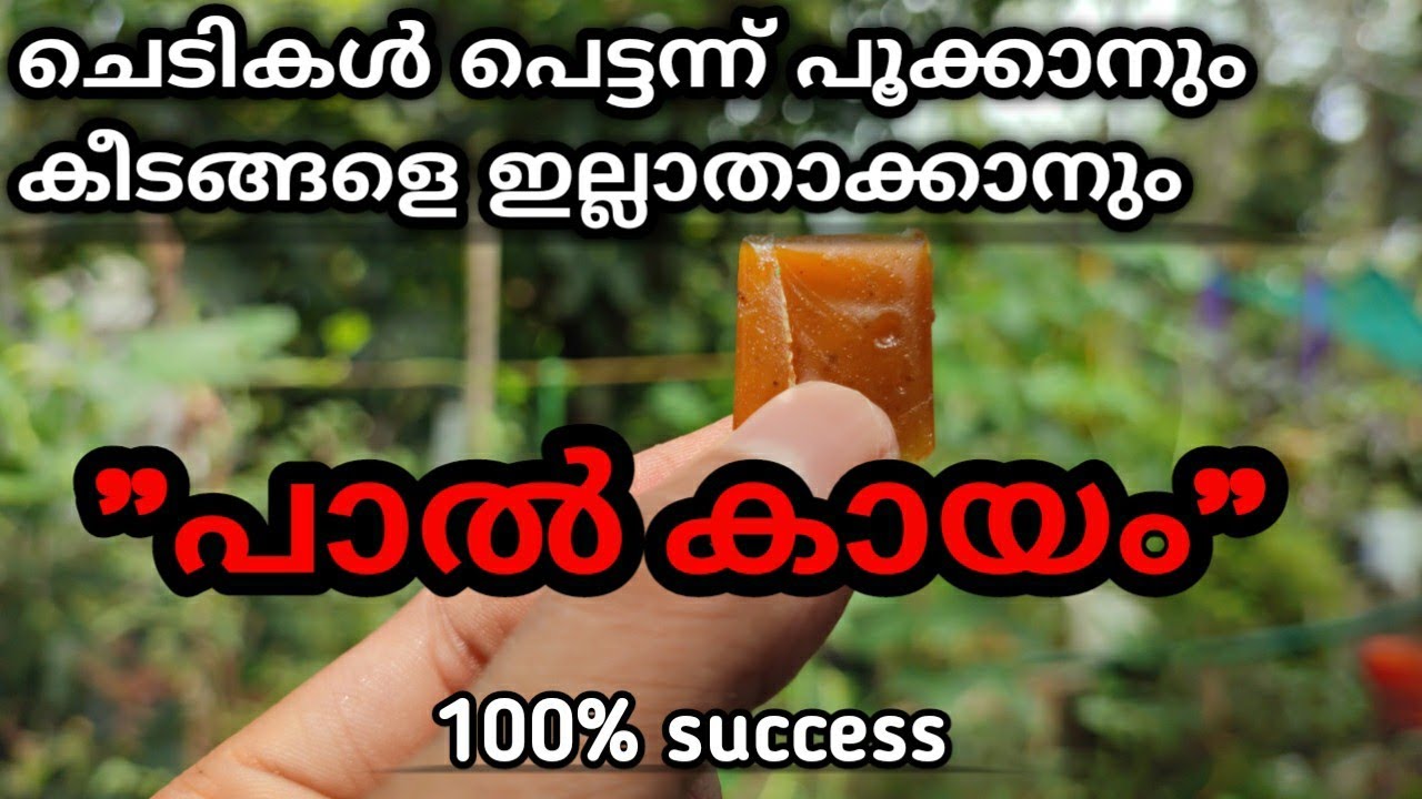 ചെടികൾ പെട്ടന്ന് പൂക്കാനും കീടങ്ങളെ ഇല്ലാതാക്കാനും പാൽകായം മതി #പാൽകായം  #kitchenmystery