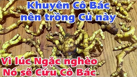 Khuyên Cô Bác nên trồng Củ này vì khi Ngặc nghèo Nó sẽ Giúp Cô Bác vượt qua, nghệ bò cạp . PHAN HẢI