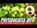 Como dar forma de arbolito a mi suculenta Portulacaria afra ep1 #CreandoUnArbolitoSuculento