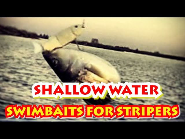 SHALLOW WATER - Swimbaits BIG STRIPERS (Weighting – Neutral